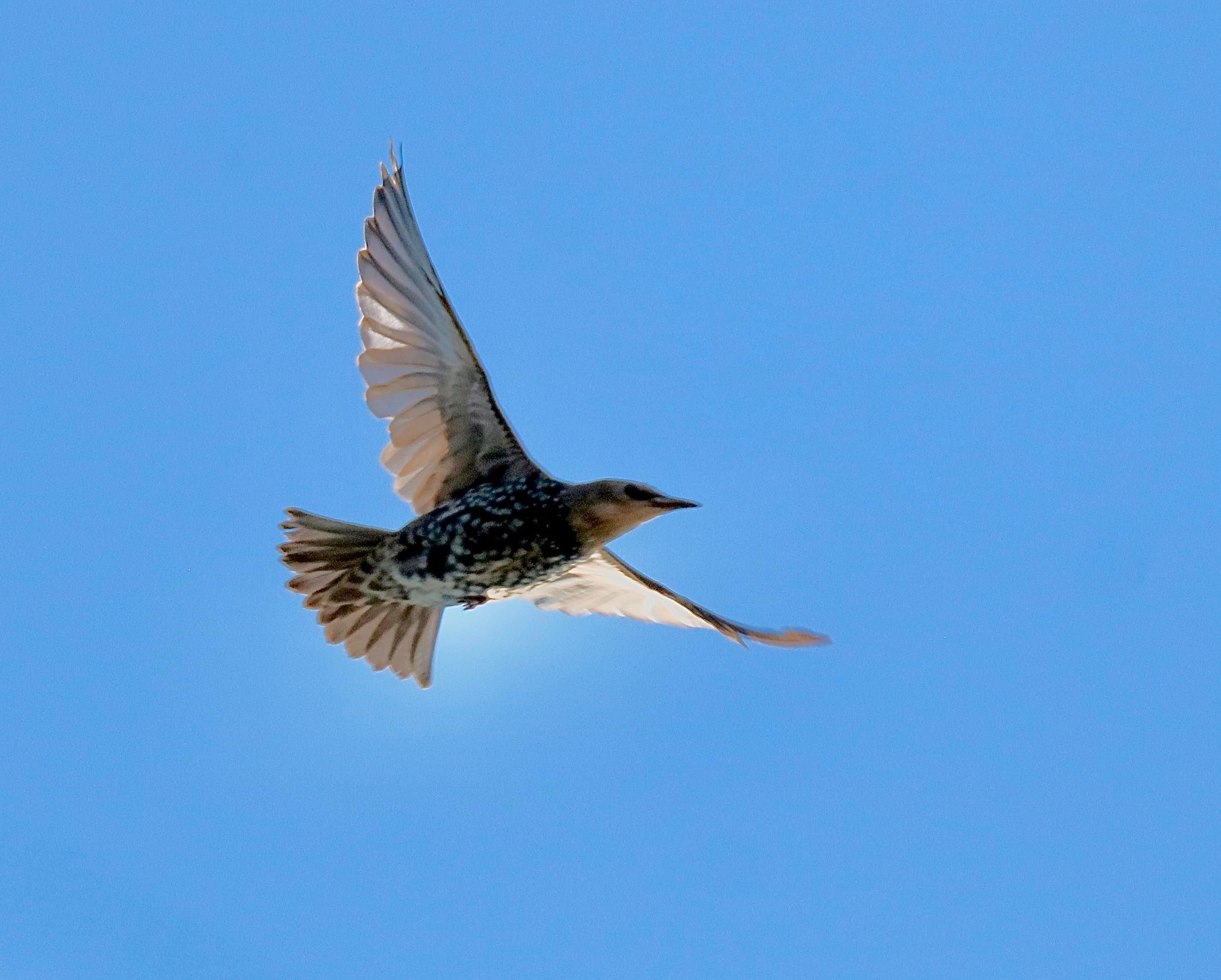 Starling in flight at wetlands, photo by Sunny September